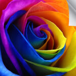 Magic STICK 2 - 6 Mil Polypropylene Film With Low Tack Adhesive (Matte Finish)